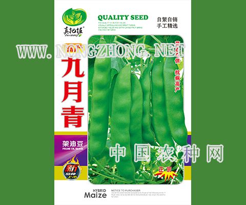 九月青油豆